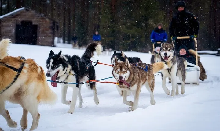 Rovaniemi: Drive Your Own Husky Team (6–10 km) & BBQ