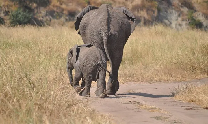 4 Days Group Safari