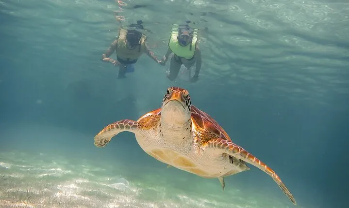 Snorkel Tour! Turtles & Underground Cenote from Playa del Carmen