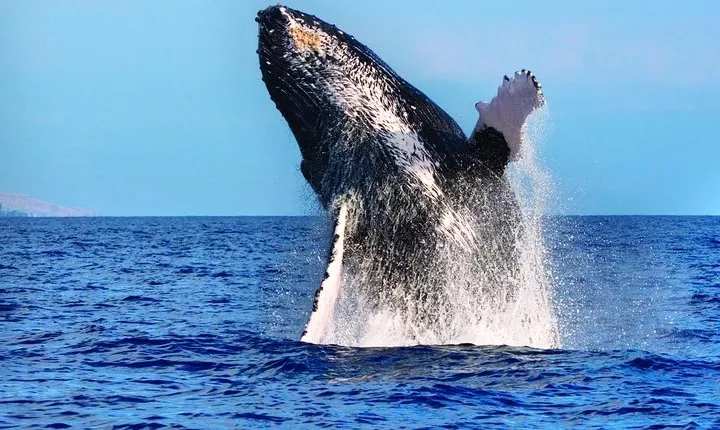West Oahu Whale Watching Excursion