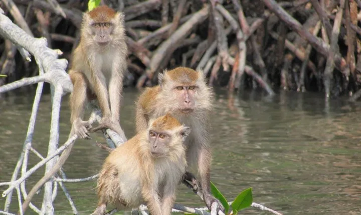 Private Mangrove Tour 2 Hour (max 8 People)