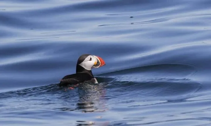 Sightseeing Around Nólsoy to see Puffins