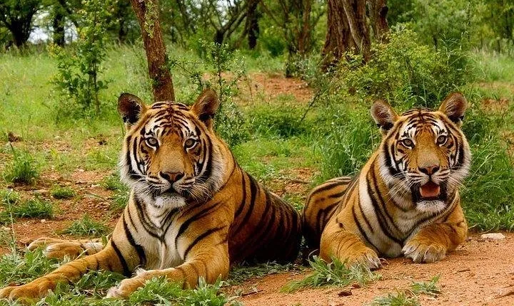 Golden Triangle with Corbett National Park