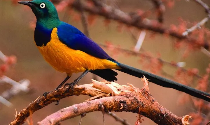 Lake Manyara National Park Day trip