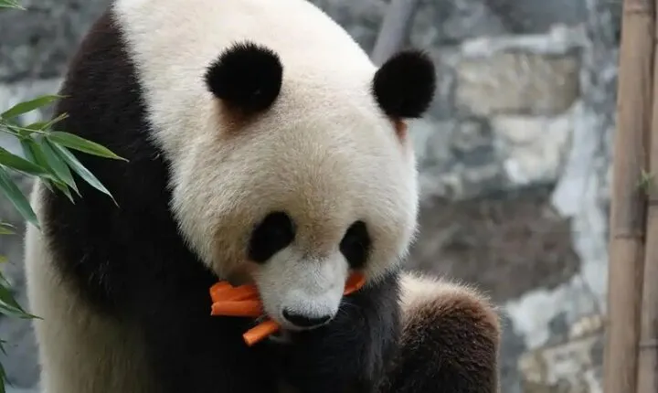 Panda Valley and Dujiangyan Private Tour