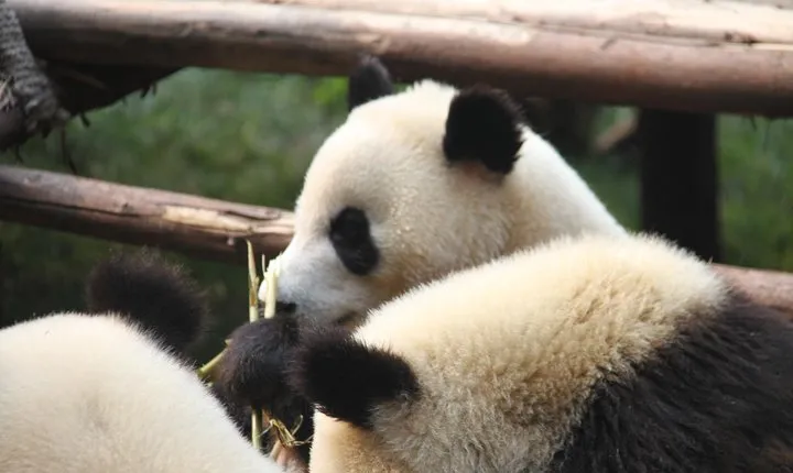 Half-Day Self-Guided Chengdu Panda Research Base Tour
