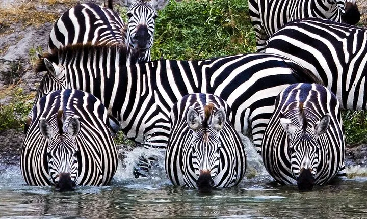 Northern Circuit Safari: 7Days from Arusha - Tanzania’s Top Parks