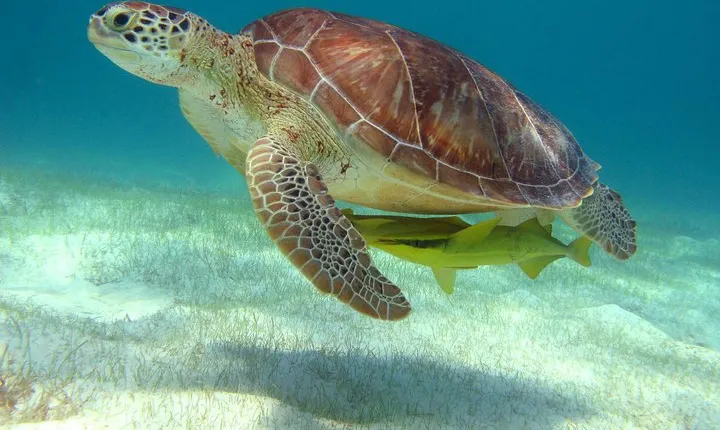 Half-Day Sea Turtle and Cenote Snorkeling Tour from Cancun & Riviera Maya