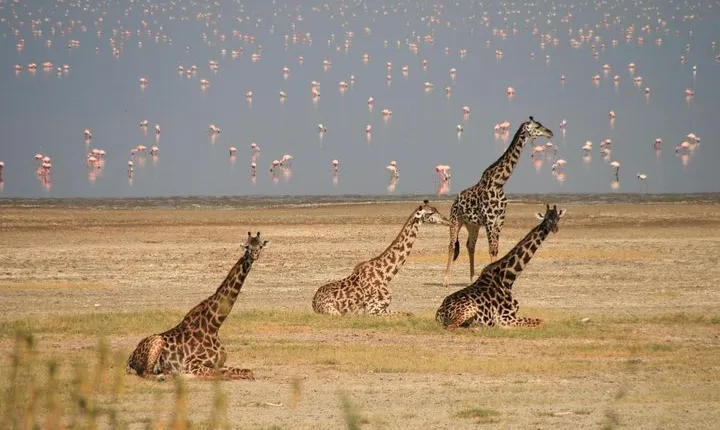 Lake Manyara Guided Day Tour from Arusha