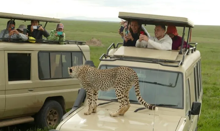 Private 4 Days Safari in Tarangire, Serengeti and Ngorongoro