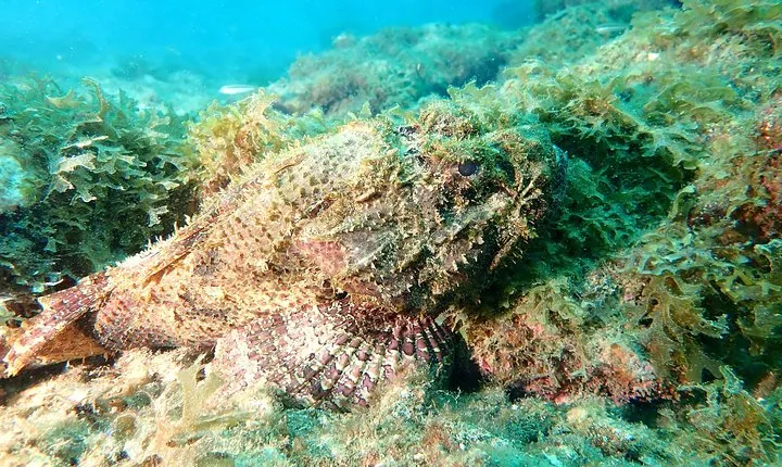 PADI Open Water Diving Course