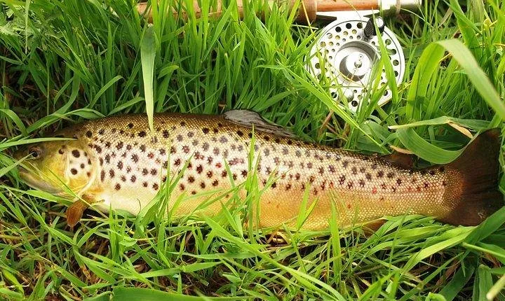 Wild Brown Trout fishing. Lough Corrib. French speaking Ghillie/Guide. Full day.