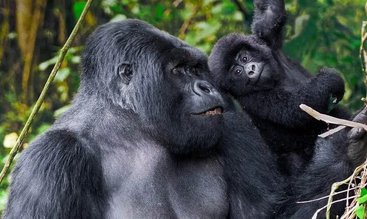Private 9 Days Uganda Safari Encounter