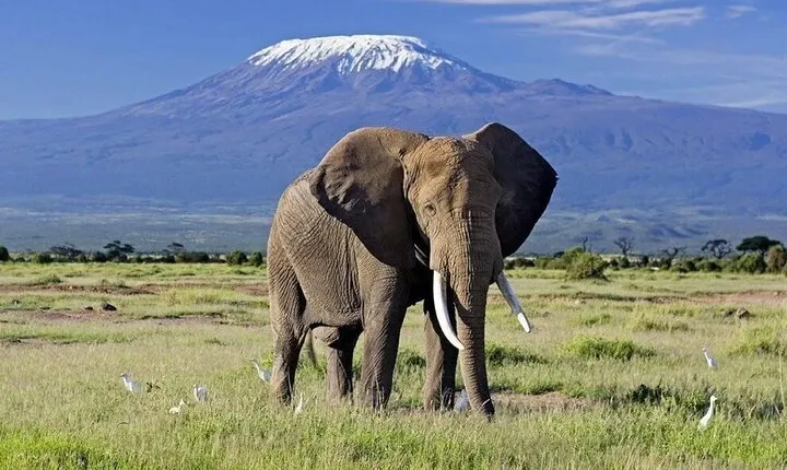 A Day Tour of Amboseli National Park at Mount Kilimanjaro Majesty