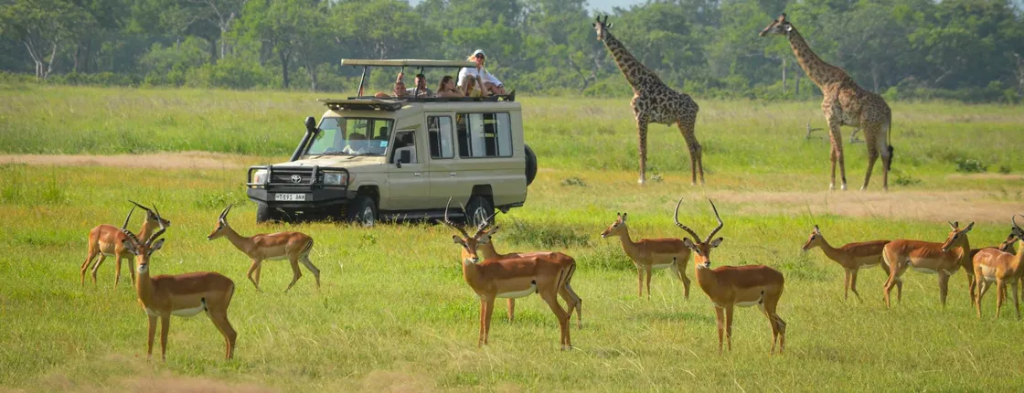 Mikumi National Park 1-day safari tour from Zanzibar