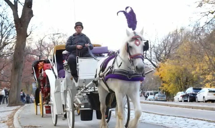 Horse Carriage Tour in New York City's Central Park Small Loop