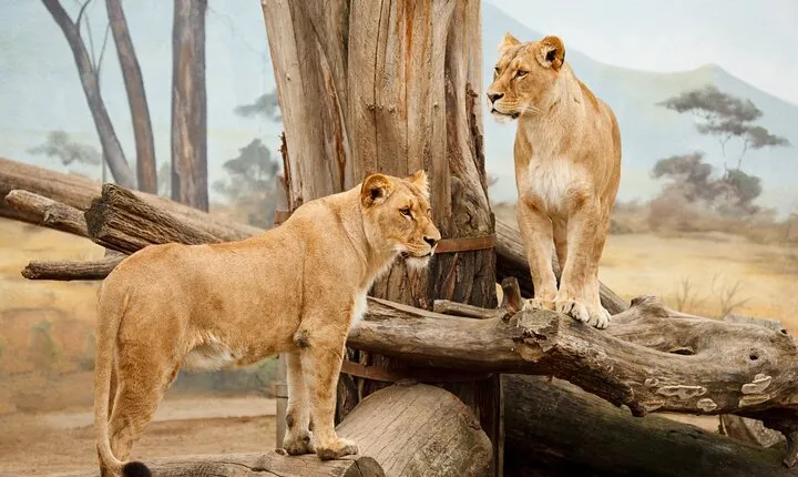 3 Days Midrange Safari At Serengeti and Ngorongoro