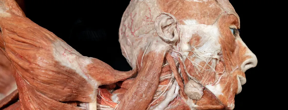 Tickets for Real Bodies Exhibition at Horseshoe Las Vegas