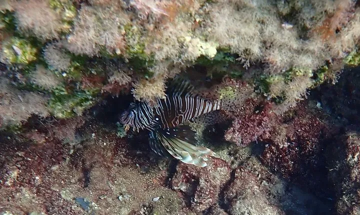Guided snorkeling - lion fish spotting in Protaras