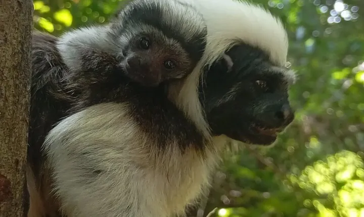 Monkey Volunteer Work in Wildlife Reserve Near Cartagena