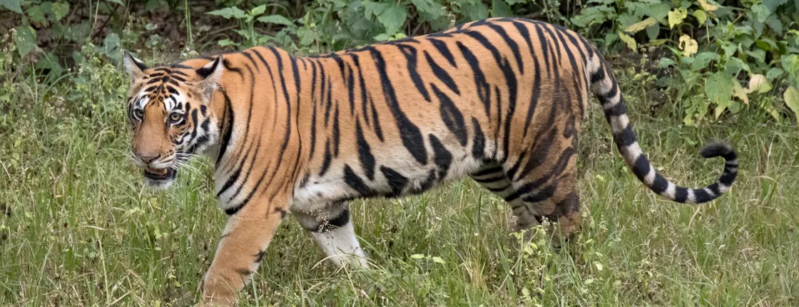 Wildlife Wonders of Central India: Tigers & Untamed Landscapes