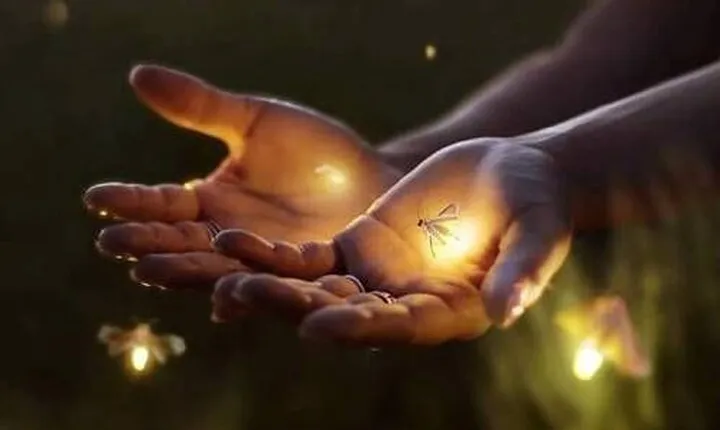 VIllage Firefly Night Tour - Ubud Bali