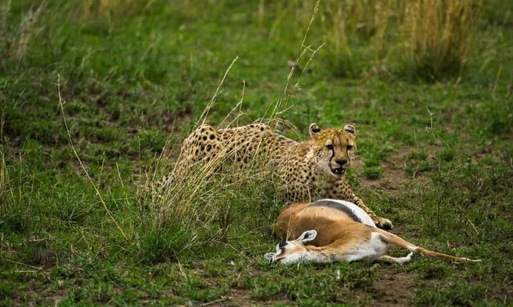 2 Days Group Joining Camping Safari Tarangire Park and Ngorongoro Crater