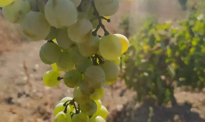 Naxos Farm Experience and cheese making