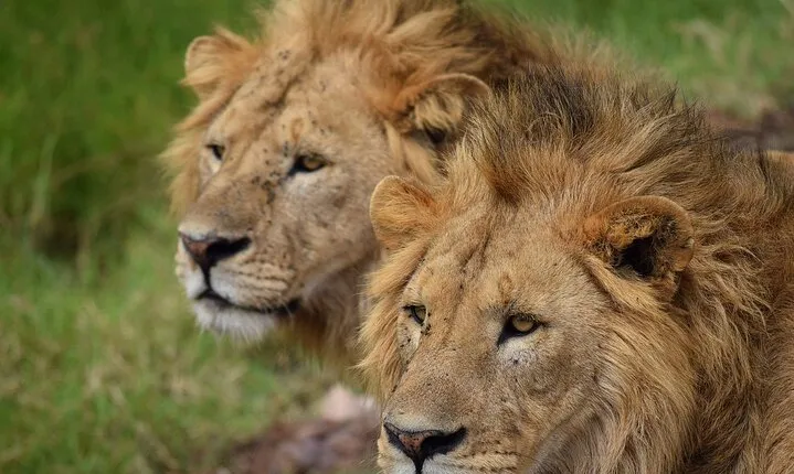 3-Day Fly-In Safari to the Iconic Serengeti