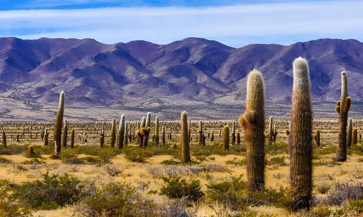 From Salta: Full-day tour to Cachi and Los Cardones National Park