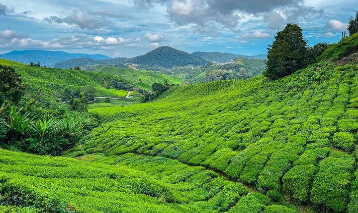 Elevate Your Senses: A Day of Wonders in Cameron Highlands!