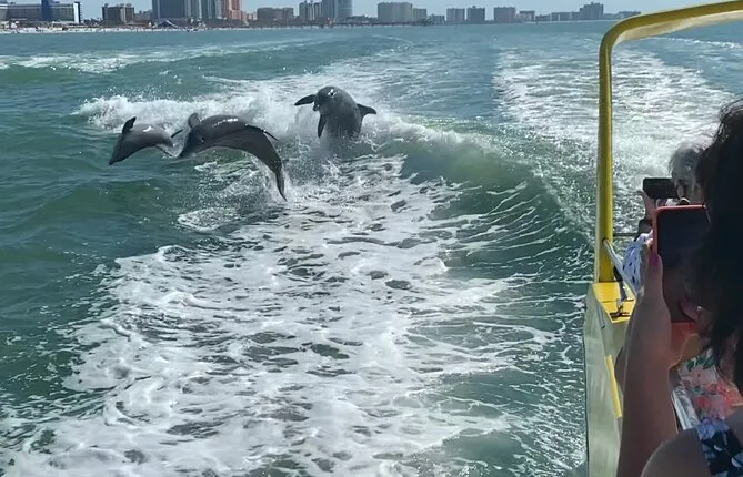 Clearwater Beach Dolphin Speedboat Adventure with Lunch & Transport From Orlando