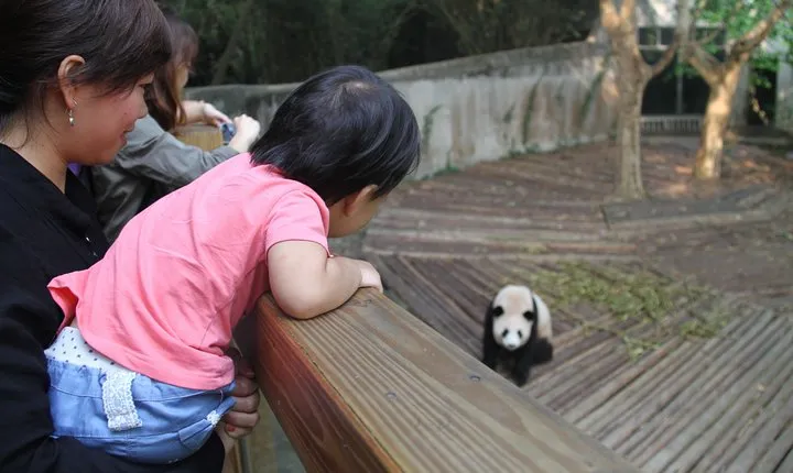 2-Day Private Tour: Panda Base, Leshan Giant Buddha and Mount Emei from Chengdu