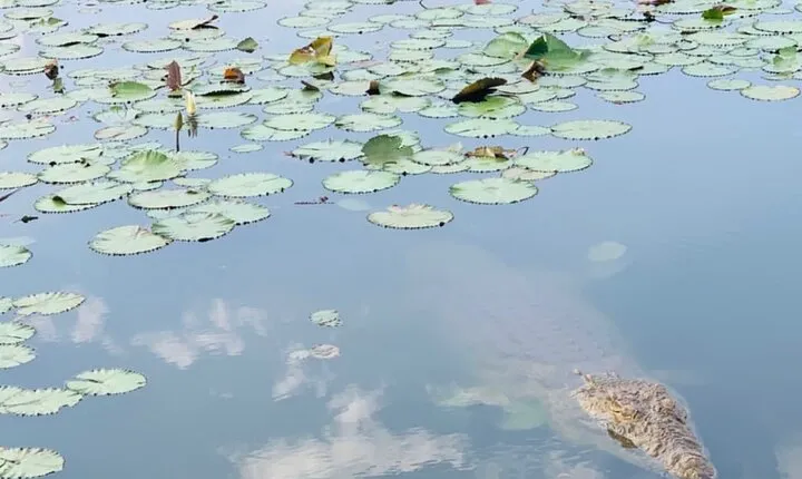 Our Lady of Peace Basilica Yamoussoukro Private Tour