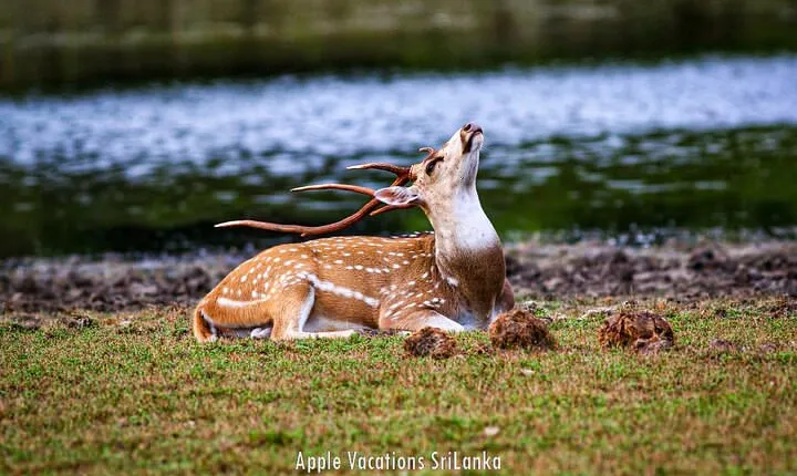 2 Day Tour to Minneriya & Wilpattu National Park From Colombo