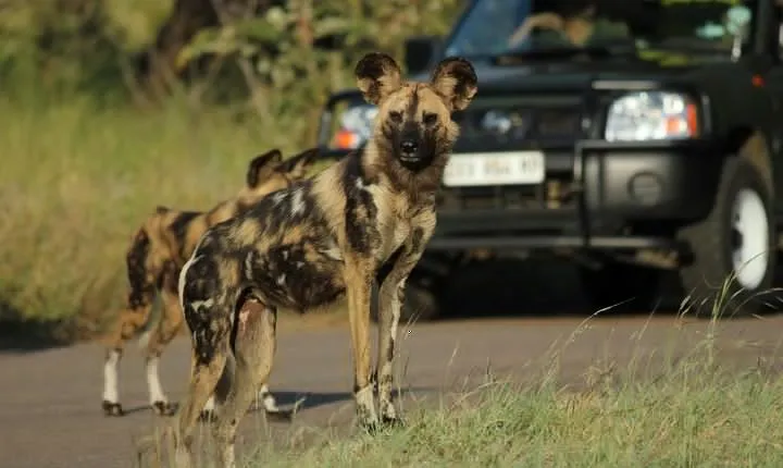 Full Day Safari in the Kruger National Park from Hazyview