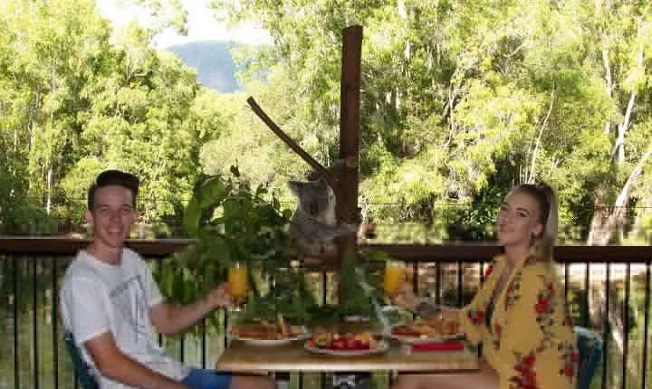 Hartley's Crocodile Adventures Breakfast with the Koalas