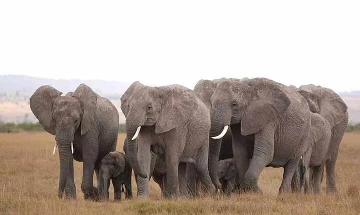 2 Days 1 Night Amboseli Safari