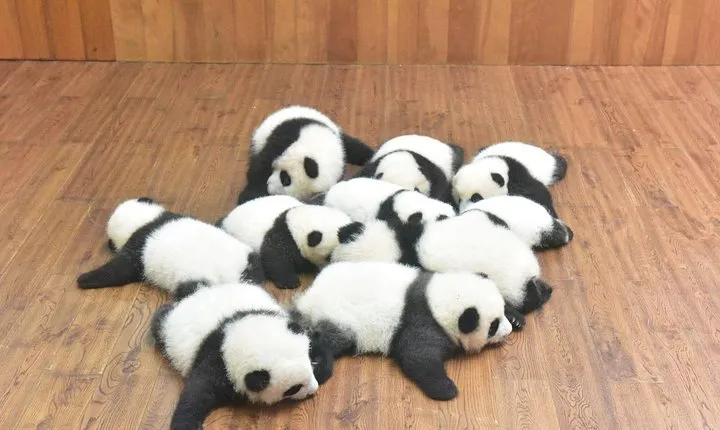 Private One Day Chengdu Panda Tour and Chengdu City visiting