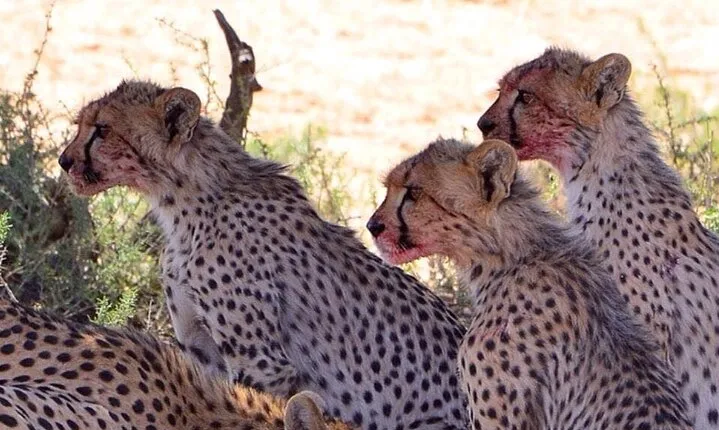 4 Days Maun and Chobe National Park All inclusive