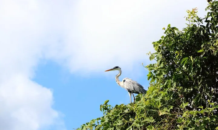 5-Day Iquitos Amazon Tour