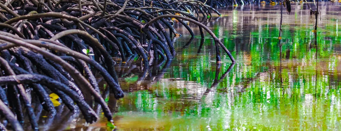 Private tour to Jozani Forest from The Mora Zanzibar