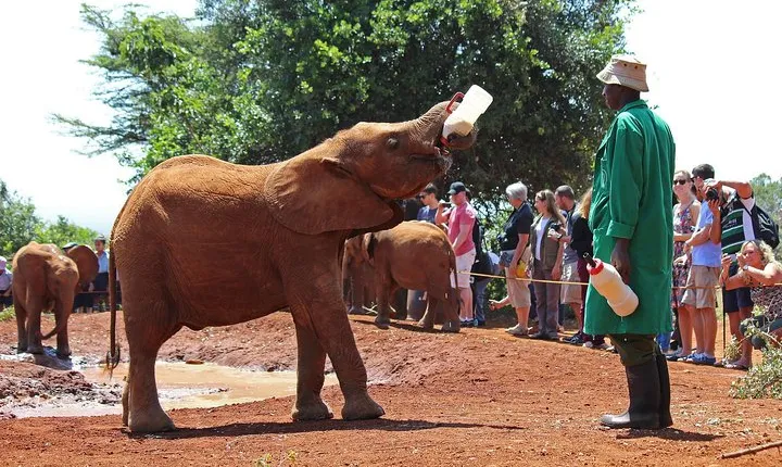  Giraffe center, Elephant Orphanage and Beads Center