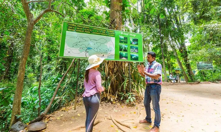 Forest Walk and Birding Tour to Udawatte Kele, Kandy from Negombo