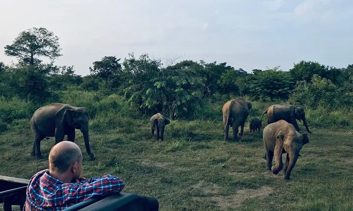 Minneriya National Park Half Day safari