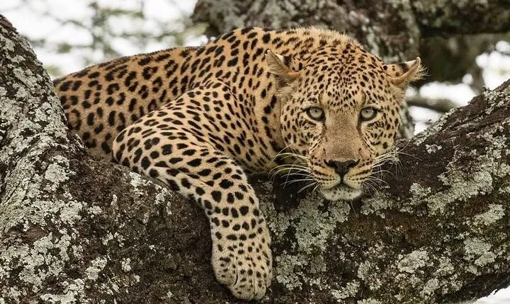 Tanzania Luxury Safari
