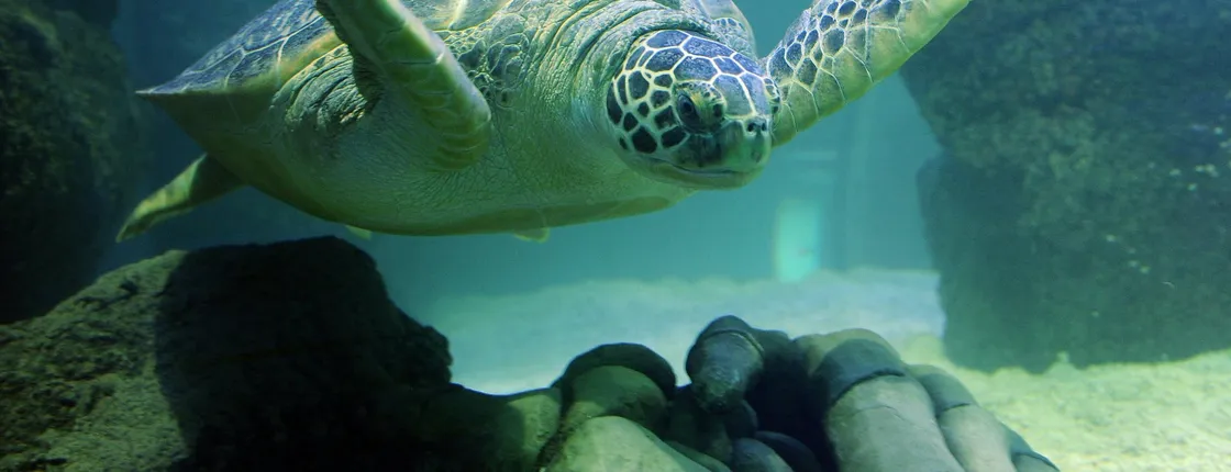 SEA LIFE Aquarium Charlotte-Concord tickets