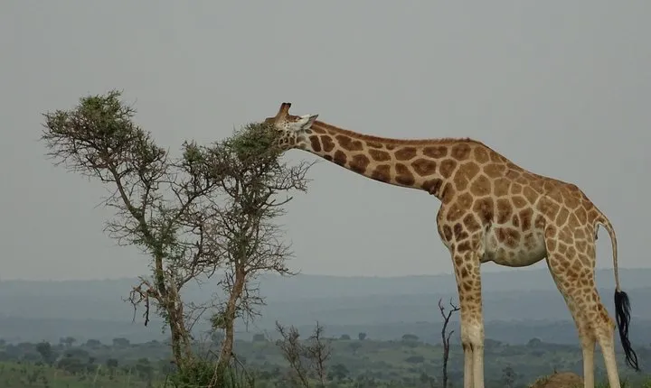 Twelve days Amazing Tour in Uganda