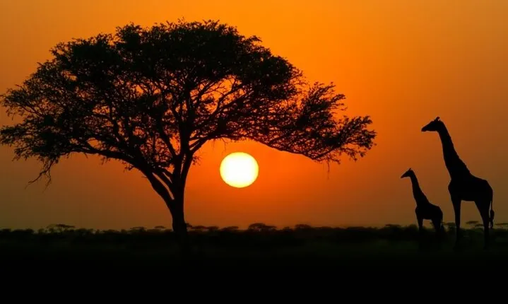 4-days budget safaris in Serengeti, Ngorongoro, and Tarangire 