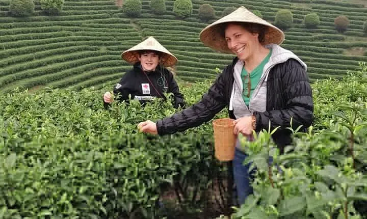Half-Day Guilin City Tour: Reed Flute Cave and Elephant hill and Tea Plantation